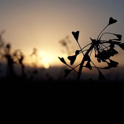 Sunset
#sunset #bushehr #boushehrlovers #iran #photography #photographer #mobailgraphy #sun