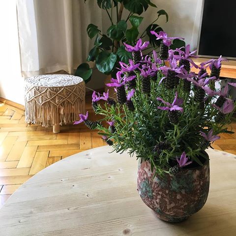 Ich liebe den Frühling und vor allem Lavendel. Da kommt gleich Urlaubsstimmung auf! 😎🌿
#urbanjungle #bohostyle #interior #homesweethome #interior_and_living #interior #livingroomideas #instadecor #bohochic #lavender #homeinspirations #bohemian #plantlove #naturalstyle #livingroom #myinterior #cozyliving #home #flowers #springtime