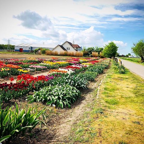 #countryhouse #countryside#olanda #holland #nature #naturephotography #landscape #sky #country  #netherlands #home #clouds #spring #amsterdam #capital #naturelovers #photooftheday #photographer #tulipani #tulips #tulip #flowers #flowerstagram  #fields #color #bulb #flower #fiori #colorful #garden
