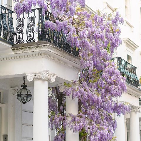 From my walk yesterday evening. London has gone from pink to purple overnight as the cherry blossoms fell and the wisteria took over. 💜 The fragrance is truly intoxicating! Meanwhile, I’m making progress on my book deadline. Thank you so much for all your encouragement. I really appreciate it — there is hope! Have a lovely day/evening. Paris always @aparisianmoment and more London @photosbydcp