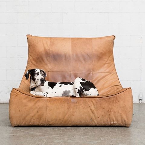 Legends, both of them.
ft. the Amazing Two-Seater Leather Sofa by Gerard van den Berg for Montis (1970) and the Iconic Louie, who we miss very very much #💔