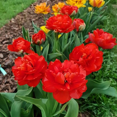 Самая яркая клумба в красно-жёлтых цветах.
Очень сложно передать через фото всю красоту, цветы очень яркие и в солнечный день на фото лепестки сливаются,  не передавая махровости бутона. А вот в пасмурную погоду мне удалось поймать хорошие кадры. Особенно хороши красные, бутон как у пиона вышел. 
#весна🌸 #весна2019 #тюльпаны #любимаядача #тюльпаны🌷 #первыецветывесны #дача🏡 #первыецветы🌸 #дача #садогороддача #первыецветы #весна #сад #огород #грядки #клумба #дача #дачнику#дизайн #садиогород #идеидлясада #огороднику #здоровыйсад #вседлядачи #чтопосадить #садовод 
#дача #уходзасадом #дизайн