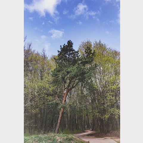 🌲
:
:
:
:
:
:
:
:
:
#pine #nature #april #spring #trees #forest #sky #skyblue #green #landscape #forestlovers #pinetrees #апрель #весна #природа #природа #небо #сосна #лес #пейзаж #царицыно #clouds #облака