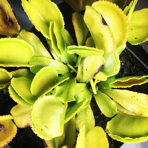 Here’s a stunning ‘Whale’ acquired from @jeremiahsplants 🐳
.
.
#209 #stanislaus #flowers #2019 #plantsofinstagram #carnivorousplants #carnivorousplantsofinstagram #plants #venusflytrap #vft #sarracenia #pitcherplant #dracula #alien #byblis #rainbowplant #sundew #drosera #kingsundew #bogplants #winter #fall #spring #summer #camera #iphone6s #nikon #nikond3300 #nature #northerncalifornia