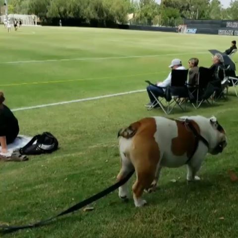 “This goofy, chunky Bulldog is the mascot at the University of Redlands. She enjoys entertaining the crowd at soccer and lacrosse games by rolling down hills.” writes @urmascot 
#dogsofinstagram