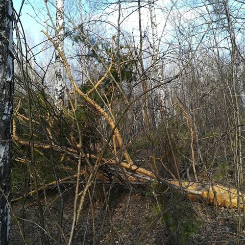 Суровые сибирские ветра. Не так давно по городу пронёсся сильнейший шквалистый ветер, который повалил такие огромные деревья. На фото мой любимый Буревестник с последствиями этого урагана. Я очень радуюсь тому, что в момент этого ада была на работе и не пострадала... #весна#Томск#Сибирь#Буревестник#этосибирьдетка#ветра#ураган#прогулка#гуляю#ад#природа#природароссии#последствияурагана#регион70#spring#sibiria#russsia#nature#walk#walking#wind#hurrican#life#mylife#tomsk70#ya_tomich