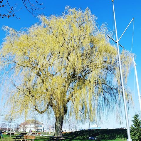 Weeping willow the forever tree , Oakville Marine. Ontario.  How beautiful day.🍃🍃🍃🍃.
.
.
#tree #trees #green #greendesign #landscapeconstruction #landscapedesign #oakvillemarina #design #outdoorlivingspace
