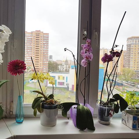 На окне настоящая весна, расцветают орхидеи 
#орхидея #цветокорхидеи #цветы #цветынаокне #фаленопсис #люблюцветы #люблюцветы💐 #люблюорхидеи #комнатныецветы #орхидеяфаленопсис #домашниецветы