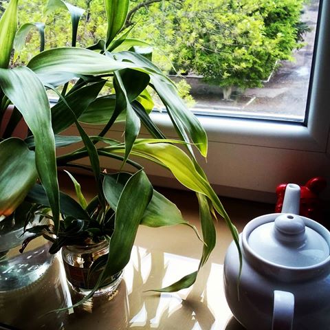 Доброе утро.  Бамбук тянется к солнцу.  Сегодня оно,  наконец,  показалось из-за туч! *
Good morning! 🌿Bamboo meets a sunrise.  The sun is shining finally! *
*
*
#goodmorning #goodday #sunrise #sunlight #bamboo #dracaena #myplants #loveplants #plant #plants #plants🌿 #plantslovers #plantsdecor #pottery #kitchen #myhome #iremahome #interiorplants #teapot #мойдом #растения #домашниецветы #бамбук #драцена #доброеутро #чайник #кухня