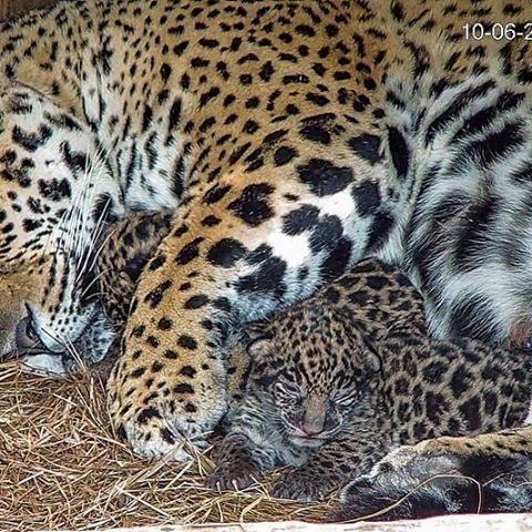 Today will mark the one-year birthday of two jaguar cubs, Arami and Mbarete, sister and brother 🎂❤️.
⁣⁣
They were the first to be born🍼 in the province of Corrientes, Argentina in over 70 years! ⁣⁣
⁣⁣
In the coming year, the cubs will be prepared for their eventual release in the vast protected wetlands of Iberá.⁣⁣ ⁣⁣
Swipe to see before and after pictures⁣⁣ 👉
⁣⁣
@tompkins_conservation ⁣⁣