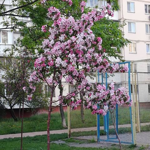 Как же всё таки прекрасна весна... все члены моей семьи родились весной: я с младшей в марте начинаю весну, а муж со старшей дочерью в мае - её завершает...это лучшее время года, когда душа просыпается ото сна и все беды и проблемы кажутся несущественными...#киев#весна#веснапришла#деревья#счастье