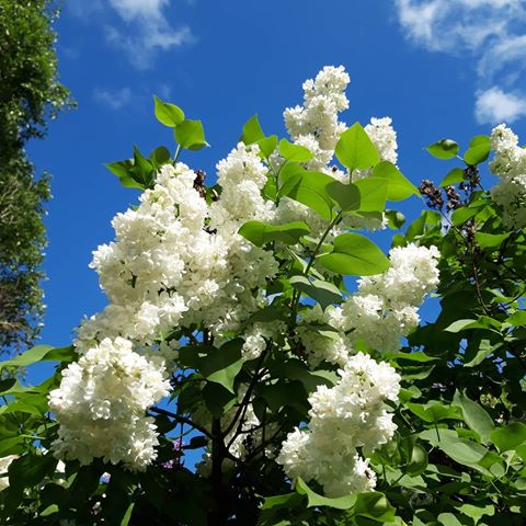 Солнечные блики на цветах...
Благоухание весны...
Голубое небо...
Белоснежная пена белой сирени...
Жизнь удивительна и прекрасна и особенно это ощущаешь весной🤗🙂😍
Фоточки сирени и моя картина - Сирень🙂
💖💋💖💋💖💋💖💋💖
#весна, #сирень, #белаясирень, #голубоенебо, #синеенебо, #природа, #nature, #bluesky, #whiteflowers, #днепр, #мастертатуажаднепр, #художникднепр, #картинамаслом, #картинасирень, #подарки, #живопись