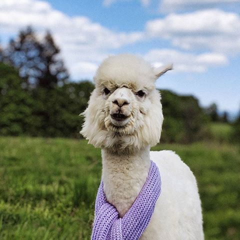 These #3Alpacas are excited to help us welcome #pixel3a to the Google Pixel Family with an extraordinary camera and quality you love. Available now, link in bio.