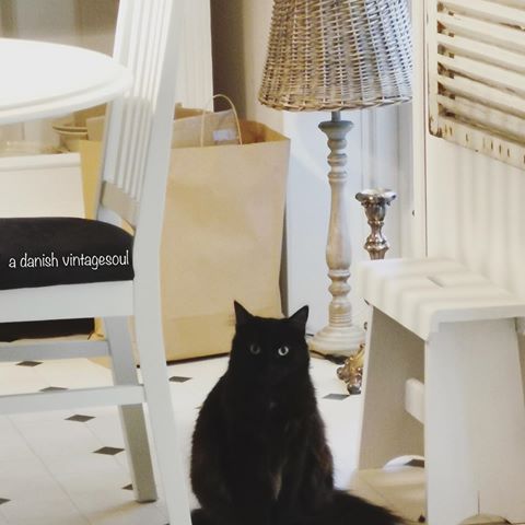...
.
Our black cat Misty... in our white home...
.
.
.
#vintagewhite #vintagedecor #whitefarmhouse #vintagetreasure #vintageinterior #vintageliving #vintagehome #vintageaddict #vintagesoul #countryhome #landstil #whiteinterior #rustic #antique_r_us #boligliv_dk #antiquedecor #ironstone #showusthevintage #vintageheartandhome #country_stillife #whiteliving #whitehome #brocante #brocantestyle #interior_and_living #homeinspo #interiorphography #instablackcats
