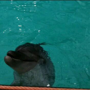 Ростовский Дельфинарий! #дельфинарий #ростовскийдельфинарий #дельфин #дельфины #ростовнадону #rnd