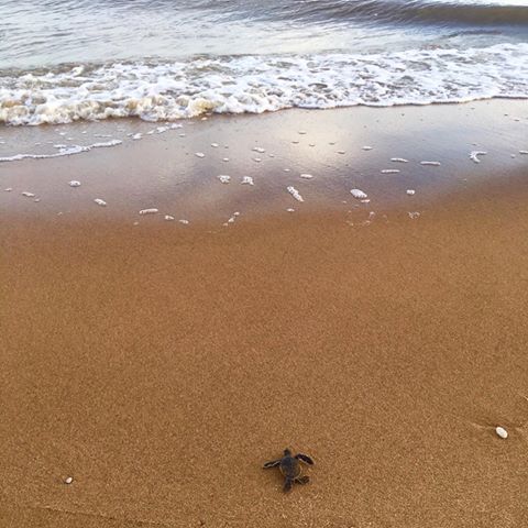 Heading off into a big beautiful world for a big adventure!
A newly hatched baby Green Turtle, on Yalimapo Beach in French Guiana. #ProtectTheOceans 💙🐢
.
.
.
📸@greenpeace_france
.
.
#greenpeace #turtle #Turtlegram #wild #nature #wildlife #environment #ocean #sea #sealife