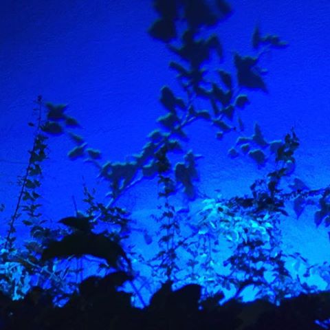 Plants at night. .
.
 #hollywood