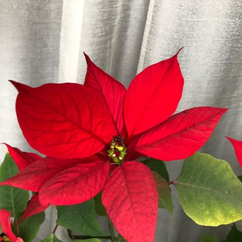 В этом году у меня Звезда не Рождественская, а майская получилась! Зацвела только месяца 1,5 назад), a должна была к Рождеству🤷‍♀️🤔
#цветы #домашниецветы #цветынаокне #пуансеттия #рождественскаязвезда #май #моицветы #plants #homeplants #poinsettia #red #poinsettias