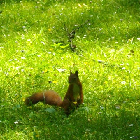 #wiewiórka #squirrel #park #animal #animals #poland #polska #nuts #squirell #ruda #zwierzęta #cutenessoverload #walk #naturephotography #pet #picoftheday #naturelovers #polishsquirrel #holiday #squirrels #nature #green #saturday #polishlife #trees #sunnyday #goodday #sobota