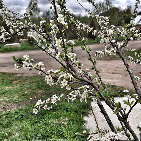 #слива#цветение#весна#май