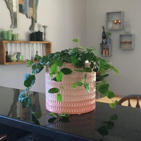 I went to my happy place @bunnings to get bamboo stakes and potting mix and came home with a new plant baby, so we’re up to 30 indoor plants! Loving these new pink pots 😍
.
.
.
.
#takemymoneybunnings #sundayisforpink #makingahouseahome #makehomeyours #houserenovation #myhousebeautiful #cornersofmyhome #apartmenttherapy #howyouhome #diywoman #darlinghome #theeverygirlathome #peepmypad #currenthomeview #mycolourfulhome #indoorplants #indoorgarden #creepingfig #bunnings #plantsofinstagram #plantsmakepeoplehappy #plantmama #sodomino #bhghome