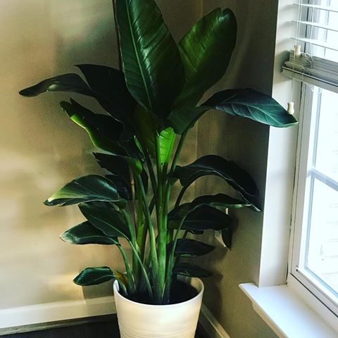 Good Morning IG! Happy #sunday to you! I plan to spend part of my day tending to Iris. Say hello to her. She enjoys long conversations coupled with cups of water and lots of sunshine. I picked Iris up from Walmart thanks to @house_of_quiana and she was under $30. What’s on your agenda for today?