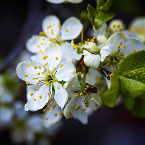 Весенний цвет
#весна #цветение #яблонявцвету #яблоня #макро #макрофотография #макрофото #spring #macro #macrophoto #macrophotography #nature #naturephoto #naturephotography #naturerussia #motherland #природа #природароссии #родина