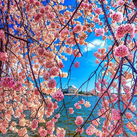🐰 🐣 Happy Easter everybody! *
********* Spring  time!! Which DC Cherry Blossom picture is your favorite? *
*********
Around the world with me - Washington DC - USA *
*********
🌸🇺🇸Cherry Blossom Wonderland . Love the perfect weather and vibrant colors. DC is one of my favorite cities in US!!