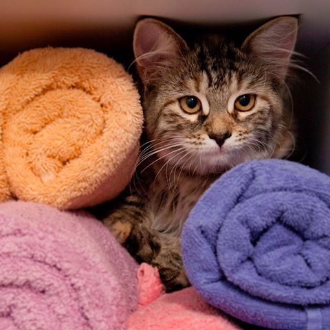My hidden place between master’s towels.  #cat #Katze #bathroom #meow