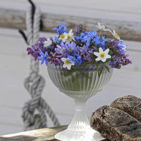 Huomenta! 💙🍃
Se on perjantai!🍃💜
🍃💙 .
Meillä alkaa tänään viimeinen rempparutistus; kolmen ikkunan vaihto. Luvassa on purua, pölyä, sekamelskaa. Mutta sitten, valo ja kirkkaus 😅
.
.
.
__________________
#hyväähuomenta
#metsäkukkia #kevätkukkia #valkovuokko #sinivuokko #kiurunkannus #skilla #kukkakimppu #kukkia #herkänkaunis #sininenkuu #maalaiskoti #vanhaajauutta #interiordetails #mycountryhome #springflowers #mittlantligahem #vårblommor #interiors_and_living 
#countrysidesimplicity #contry_stilllife 
#vanhakalastajatorppa