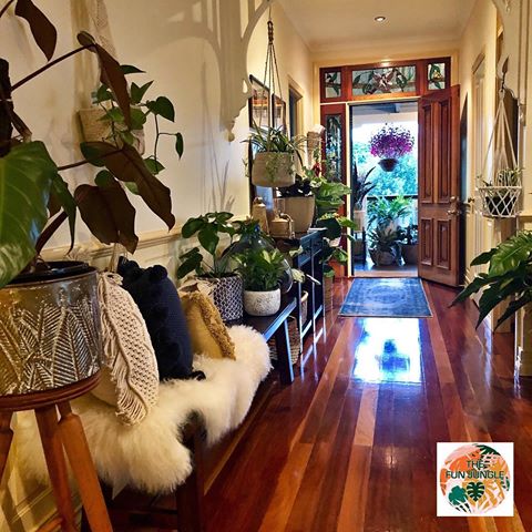 This is our hallway, looking down to our front verandah. We get welcomed home by our plant family every day. .
.
.
.
.
.
.
.
.
#philodendron #philodendronjungleboogie #philodendronredwings #philodendrongoeldii #aroid #aroidaddicts #plants #plantsofinstagram #plantsmakepeoplehappy #containergardening #hallway #potterybarn #adairs #hangingplants #pothos #jungalowstyle #jungalow #plantparenthood #houseplants #houseplantplantclub #westelm