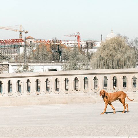 Aristokratiškas vižlas vaikščiojantis Berlyno gatvėmis, kantriai sustojantis akimirkomis palaukti savo šeimininko. Akys pilnos ištikimybės ir beribės meilės. Ši nuotrauka yra visos mano patirtos Berlyno romantikos reziume. 🌿 × × ×
#vizsla #vizsladog #vizslalove #berlin #germany #travelallaroundtheworld #minimalism #positivity #thehappynow #thatsdarling #livecolorfully #livethelittlethings #petitejoys #theeverydayproject #darlingmovement #postitfortheaesthetic #chasinglight #bloglovinfashion #everydaymadewell #wearthisnext #love #aesthetic #lightroom #bloggerstyle #flashesofdelight #pursuepretty #photosinbetween #like4like