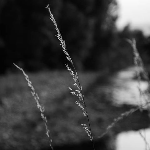 #nikon #D3200 #test #shooting #photography #lesson #wood #tree #leaves #green #river #water #stone #sky #clouds #rain #grey #nature #ear #black #white