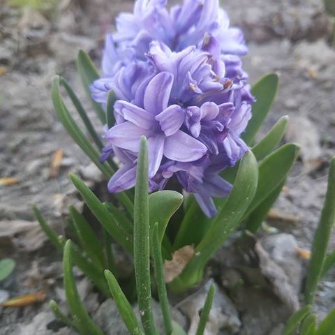 Ну вот наконец то и распустились прекрасные гицинты
#hyacinth #nature #spring #springflowers #beutifulflowers #beautiful #image #amazing #rtgtv #natgeoru #lilac #macrophoto #macroworld #macro #photo #macrophotography #myplanet_nature #природа #весна #весенниецветы #красивыецветы #красиво #макро #фото #макрофото #макрофотография #макросъемка #гиацинт #сиреневый