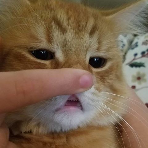 Look at those little teeth! 😍😍
.
Follow  me👉👉@cat_eox 💕
.
Photo by: Unknown
#catsofinstagram #instacat #cat #catstagram #bestmeow #ragdollcat #cat_of_instagram #catsoftheworld #catphoto #catsoftheday #catslife #cats_of_world #neko #gato #kitten #catsagram #catlife #cutecat #catsclub #instacat_meows #instagramcats #instacatsgram #littlecat