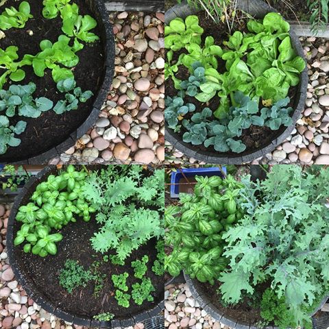 Some growth in the garden whilst I was away for 3 weeks 😊
@ammonartau
.
#loreleiammonartist#urbangardener#raisedgardenbed#organicgardening#permaculture#homegrown#greens