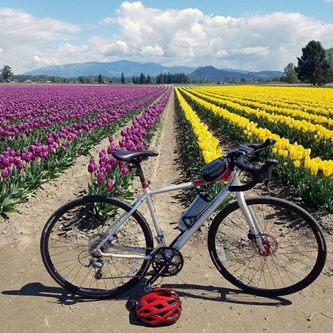 Заезд в океане тюльпанов.
Tulip bike ride.
#tulipfestival #tulip #tulips #mtvernon #wa #washingtonstate #washington #bike #bikeride #тюльпаны #велосипед #велоспорт #вашингтон  #сша