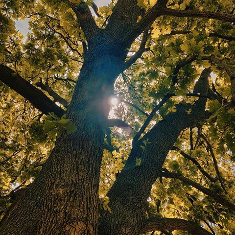lei è seduta sotto una quercia. Legge. Tra le foglie filtra la luce del sole.
Pensa che tutto, oggi, sembra così perfetto.
.
.
#nature #green #tree #quercia #scalea #spring #pic #amazing #amazing_captures #amazing_shots #bestpicture #best #picoftheday #shotononeplus #shotz_of_calabria #shots #rami #libri #colors #sun #wild #wildnature #sky #colors #wood