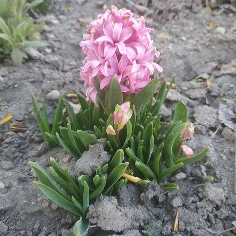 Ну вот наконец то и распустились прекрасные гицинты
#hyacinth #nature #spring #springflowers #beutifulflowers #beautiful #image #amazing #rtgtv #natgeoru #pink #macrophoto #macroworld #macro #photo #macrophotography #myplanet_nature #природа #весна #весенниецветы #красивыецветы #красиво #макро #фото #макрофото #макрофотография #макросъемка #гиацинт #розовый