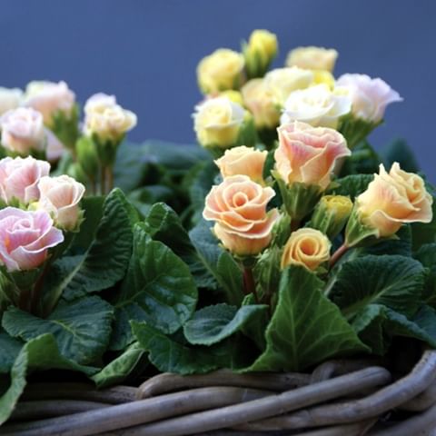Примула - роза 
Новый голландский сорт зимостойкой примулы - Primula Bellerose. 
Махровые, похожие на розочки цветы. На открытом солнце такая примула слишком быстро отцветёт, кустики измельчают. Найдите для неё тенистый уголок. 
Очень нуждается в поливе: от его недостатка листики свернутся и измельчают, мелкие корешки начнут отсыхать. 
Перед цветением нужно дать растению азотных удобрений для увеличения зеленой массы. 
В начале цветения полезно добавить фосфор и калий. .
#primroses #примулы #теневыносливыерастения #растениядлятени #цветниквтени #дача🏡 #любимаядача #моядача #цветоводство #садовыецветы #садмечты #любимыйсад #мойсад #загородныйдом #цветущийсад #цветывгоршках #розовые #розовыецветы #delicateflowers #нежныецветы🌸