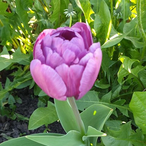 Красота! #цветочки #тюльпаны #весна #воронеж #flowers