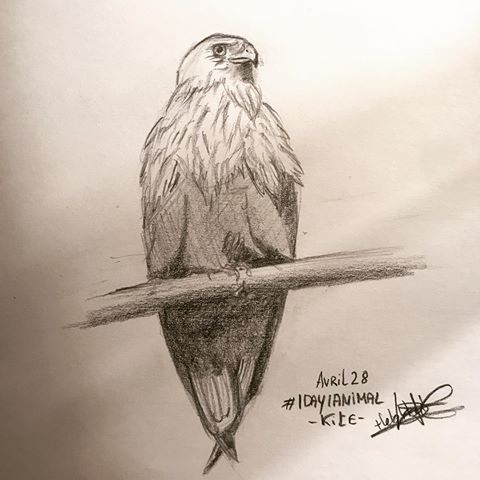 Challenge #1day1animal de @_kness 
28 avril 2019 
Aujourd’hui c’est un #kite ! J’aime pas trop dessiner les oiseaux, alors c’est simplement que je l’ai représenté -
-
-
-
-
-
-
-
-
-
-
#art #artist #artistic #artists #dibujo #myart #drawing #drawings #creative #dessin #happy #cool #beautiful #instart #instaart #instapic #challenge #365daychallenge #artchallenge #kite #milan #bird #jaimepastroplesdessiner