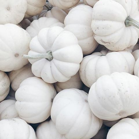 Enjoy the little things my loves🖤
.
.
.
.
.
.
.
.
#white #aesthetic #happy #foryou #pumpkin #fall