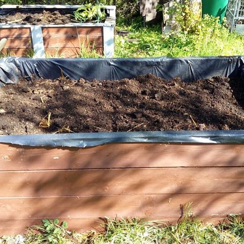 Dieses Wochenende wurden die Hochbeete aufgefüllt ...
Die gut kompostierte Erde habe ich zuerst aus den Beeten geschaufelt, Laub, Rasenschnitt und Pferdemist hinein geschaufelt und zum Schluss die gute Komposterde wieder als oberste Schicht drauf geschaufelt. 
Jetzt kann gesät und gepflanzt werden 👍 
#hochbeet #raisedbed #garten #garden #kompost #gartenpflege #selbstversorgung #meinenutzgartenliebe #april #gartenarbeit