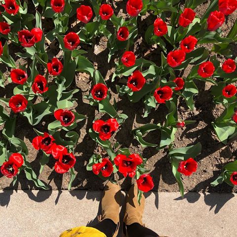 Minha preferida 🌷
#denver #coloradoinstagram #tulips
