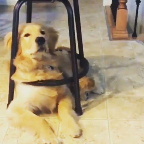 This is how my Monday is going so far😂 
#mondays #mondaybelike #dogs #manicmonday #doggo #doggy #lifeofdogs #chairdog #goldendog #goldenretriever #longhair #dogowners #yess #rough #onlydogpeopleunderstand #🐶 #❤️ #bigdog #funny #humor #lotsoflove