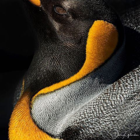 Photo by @daisygilardini | Penguins rely on their layer of fat to protect them against the cold while in the water, on dry land, keeping warm is all about their feathers. 
Penguins have different layers of scale-like feathers to protect them from the frigid Antarctic winds. Beneath their main, outer layer of feathers, we can find after-feathers (small downy plumes attached to the main feathers), plumules ( a type of downy feather that is attached directly to the skin) and filoplumes (small, hair-like feathers with barbs at the tip of the shaft). King Penguin - South Georgia Island 
#penguin #adeliepenguin #Antarctica #climatechange #nikon #lowepro #loweprobags #gitzoinspires #frametheextraordinary #framedongitzo @gitzoinspires #eizousa #visualizedoneizo #sandisk #westerndigital @oneoceanexp #oneoceanexpeditions