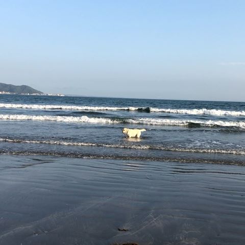 ちっとも戻って来ない。
泳ぐのも時間の問題だな。
後はハハの覚悟しだい（後始末が大変）
最後にルルを呼んでるデカイ声が入ってますので要注意で〜さす。
#dog #labrador #lulu #labradorretriever #ラブラドール #ラブラドールレトリバー #海 #sea