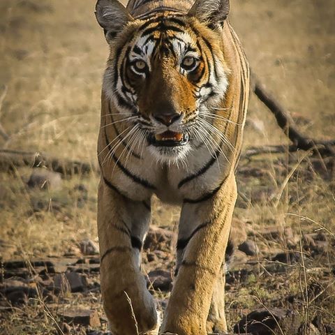 Make sure you walk the talk. #CapturedOnCanon by Richa Bhatnagar.
Camera: Canon EOS 600D
F-stop: f/5.6
Exposure Time: 1/400 sec
ISO Speed: ISO-200
#Photography #WildlifePhotography #Tiger #SaveTheTiger #WildlifeOfIndia #CanonEdge #CanonUsers