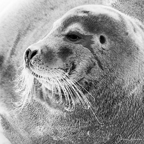 Photo by @daisygilardini | Bearded seals are the biggest of the four Arctic true seals. 
Their common name comes from the thick, white whiskers which tent to curl when dry.
As they are depended on sea ice for pupping, moulting and resting this species is vulnerable to the reduction and duration of the sea ice due to climate change.
On expedition with @amazingviewsphototours @martinenckell and  @audundahl  #seal #beardedseal #polar #Arctic  #Svalbard #birdphotography  #conservation #climatechange #climatechangeisreal #Nikon #lowepro #loweprobags  #gitzoinspires #frametheextraordinary #framedongitzo @gitzoinspires #eizousa #visualizedoneizo #sandisk #westerndigital @sailracingofficial #sailracing